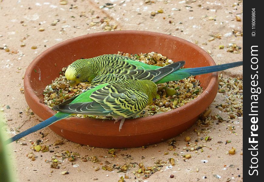 Common Pet Parakeet, Bird, Parakeet, Fauna