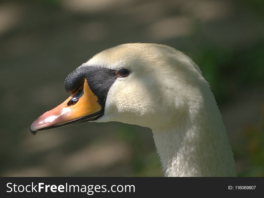 Bird, Beak, Fauna, Water Bird