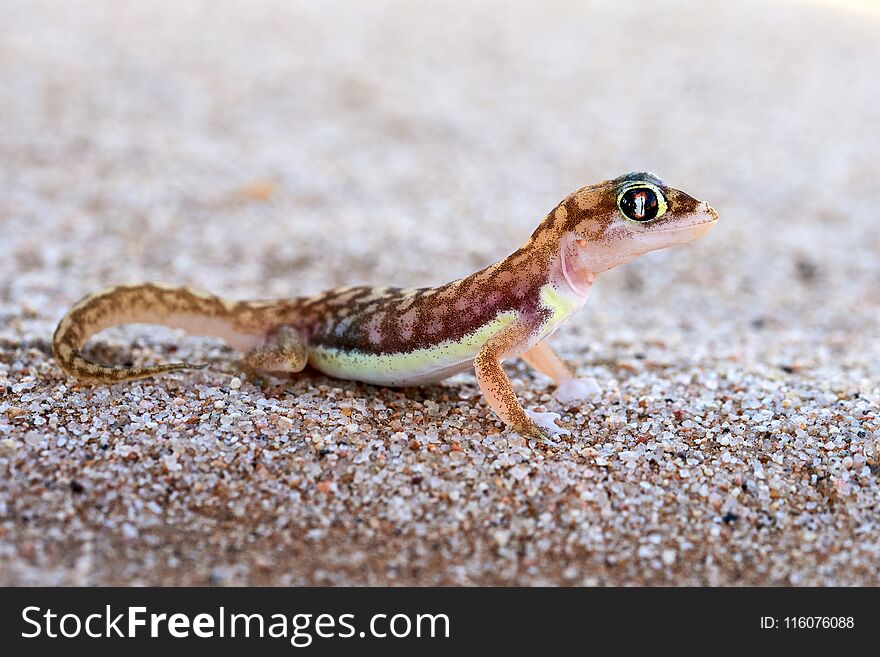 The Namib sand gecko or web-footed gecko Pachydactylus rangei photographed in the Dorob National Park, Namibia. The Namib sand gecko or web-footed gecko Pachydactylus rangei photographed in the Dorob National Park, Namibia