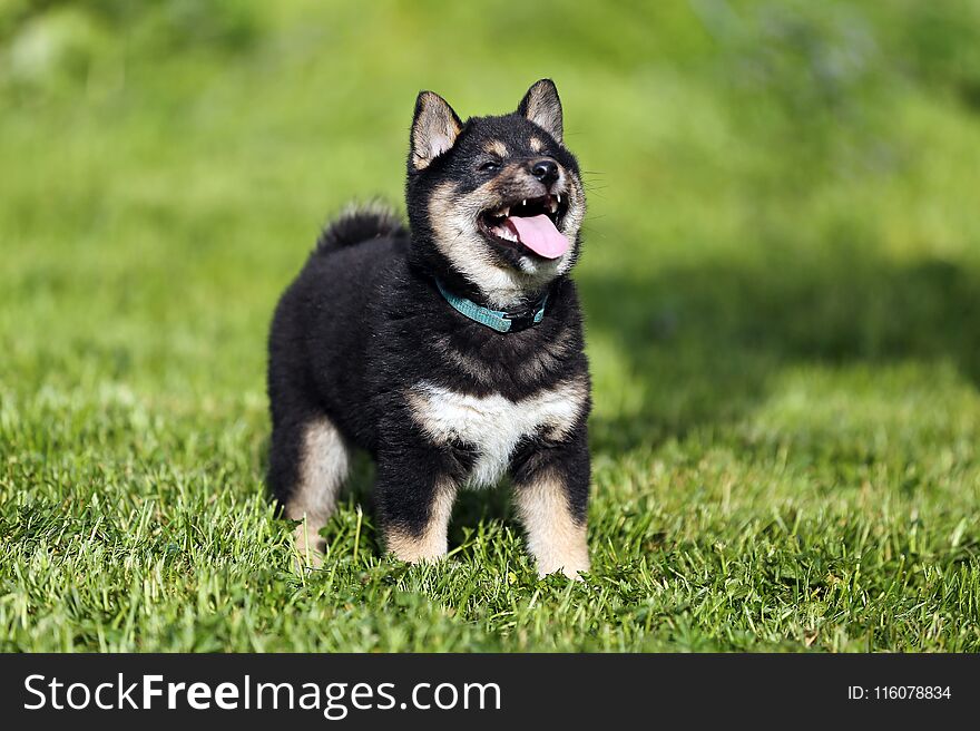 Shiba inu pup sunbathing in the summer garden