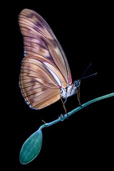 Colorful Tropical Butterfly Closeup On Green Tree Branch With Dark Background Royalty Free Stock Photo