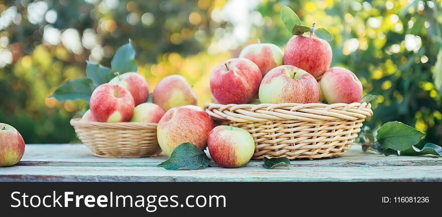 Organic apples in a baskets on the background of the garden. Shallow depth of field