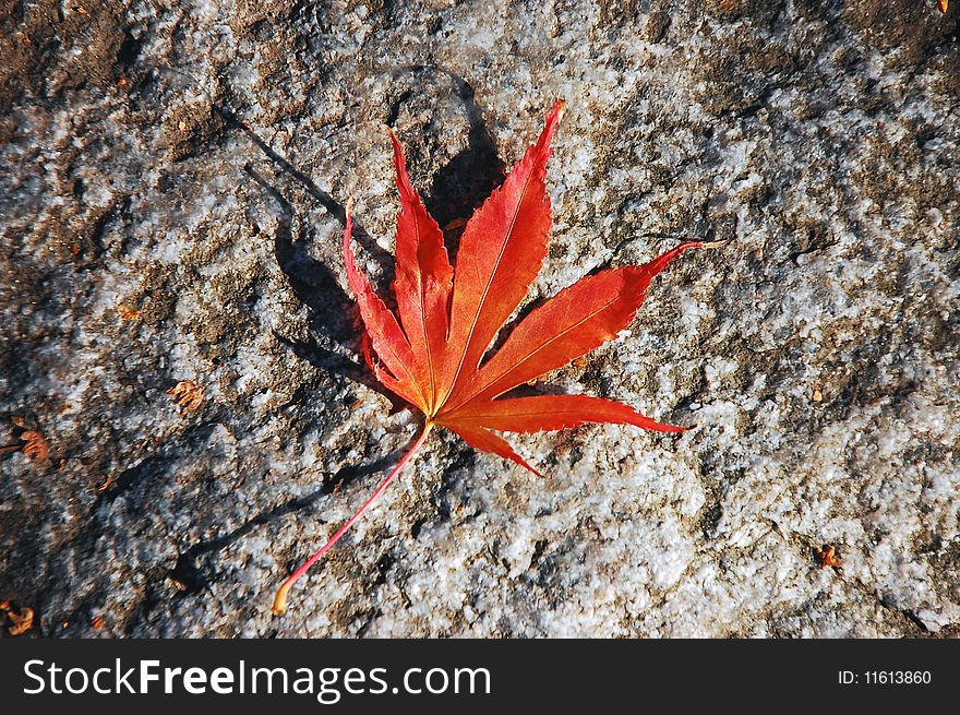 Japanese maple leaf