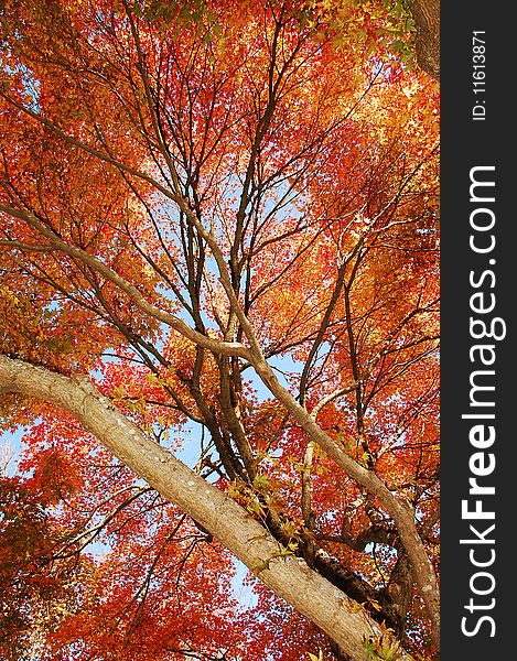 Orange autumn foliage in park. Orange autumn foliage in park