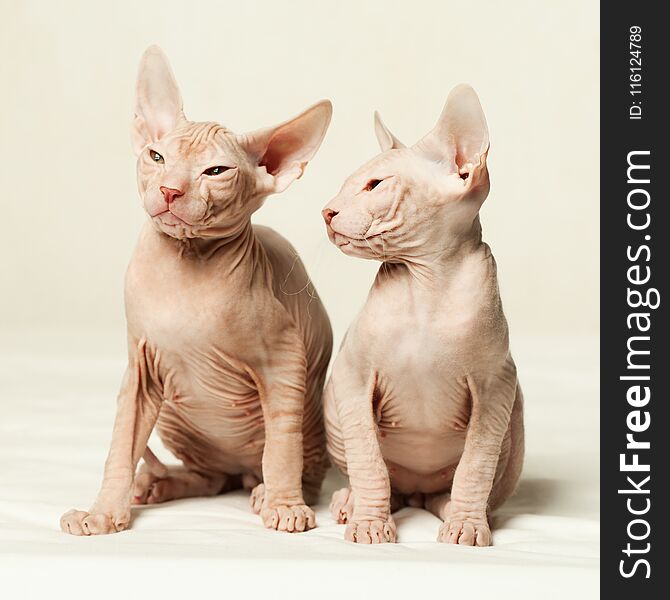 Kittens Don Sphynx On Light Background