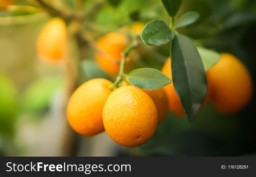 Kumquat Citrus Orange Fruits On Tree