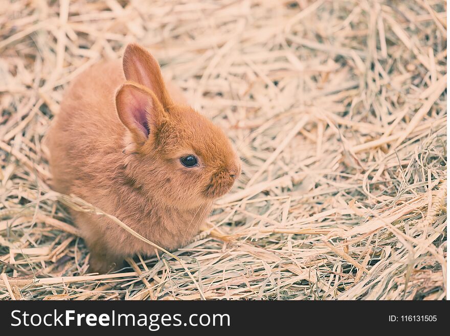 Single brown baby rabbit on hay. Single brown baby rabbit on hay