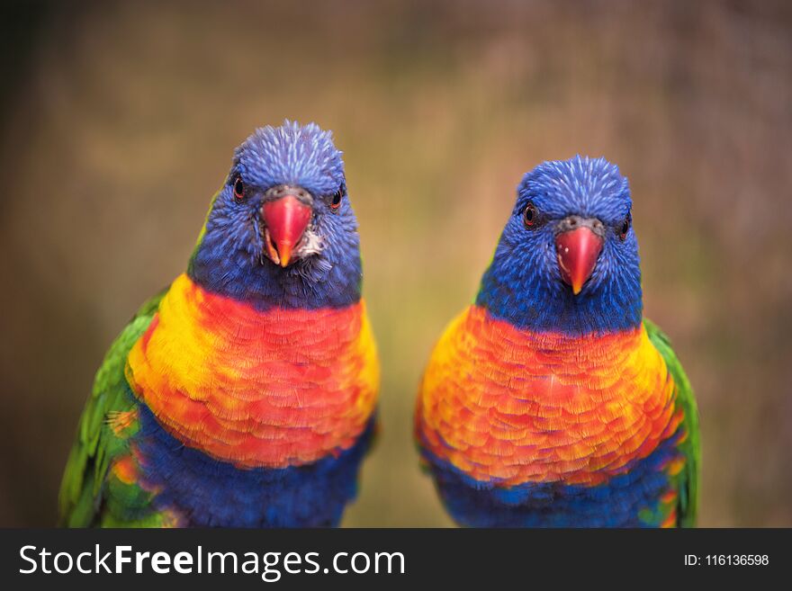 Rainbow lorikeet. Exotic bird. Vivid colors.