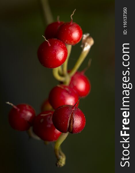 Delicious healthy ripe red organic bunch of berries close up view.