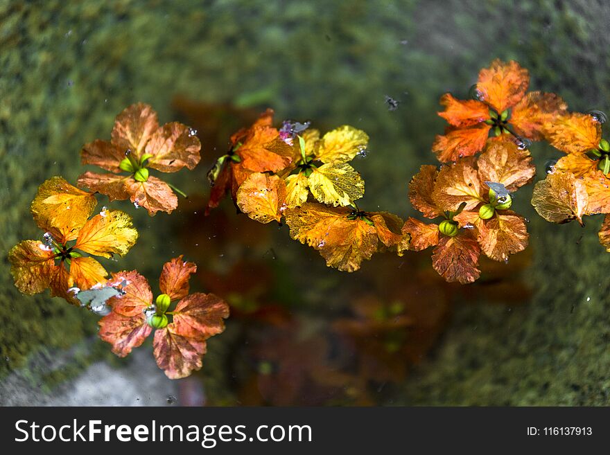 Fresh flowers floating on water in a large stone basin.