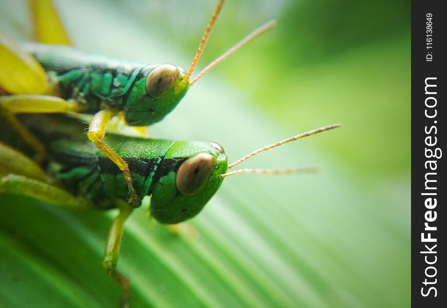 two green grasshopper in affection in the breeding season