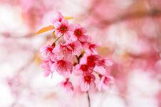 Pink Wild Himalayan Cherry Blooming In Thailand Royalty Free Stock Image
