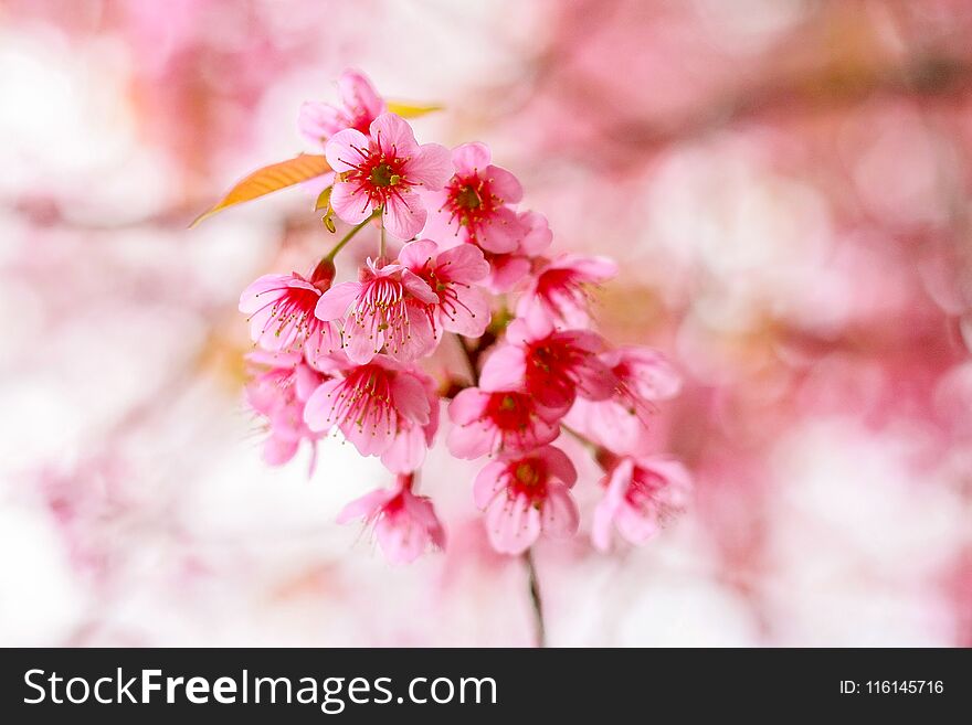 Pink Wild Himalayan Cherry blooming in thailand