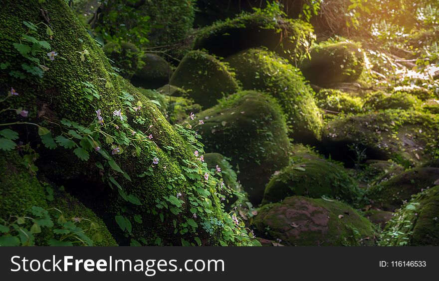 Fresh pink flowers in the deep forest on mountain