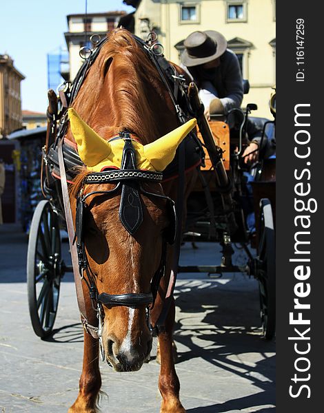 Brown Horse With Carriage