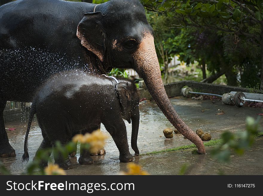 Photo of Black Elephant With Baby