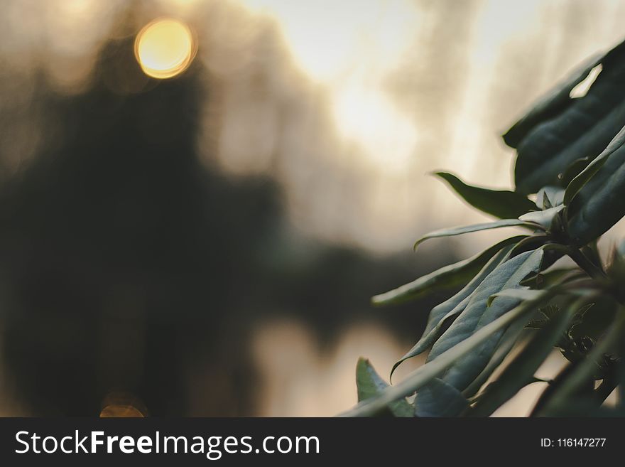 Selective Focus Photography Of Green Leaves