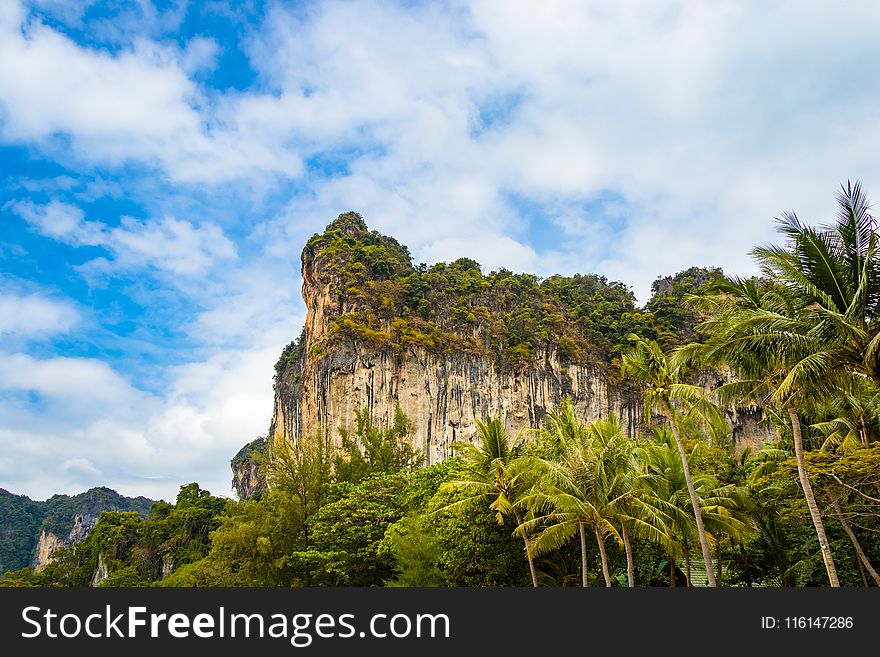 Green Trees Near Mountain at Daytime