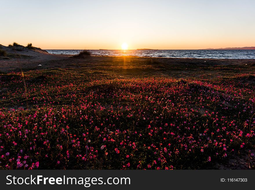 Photography of Flower Field Near Sea