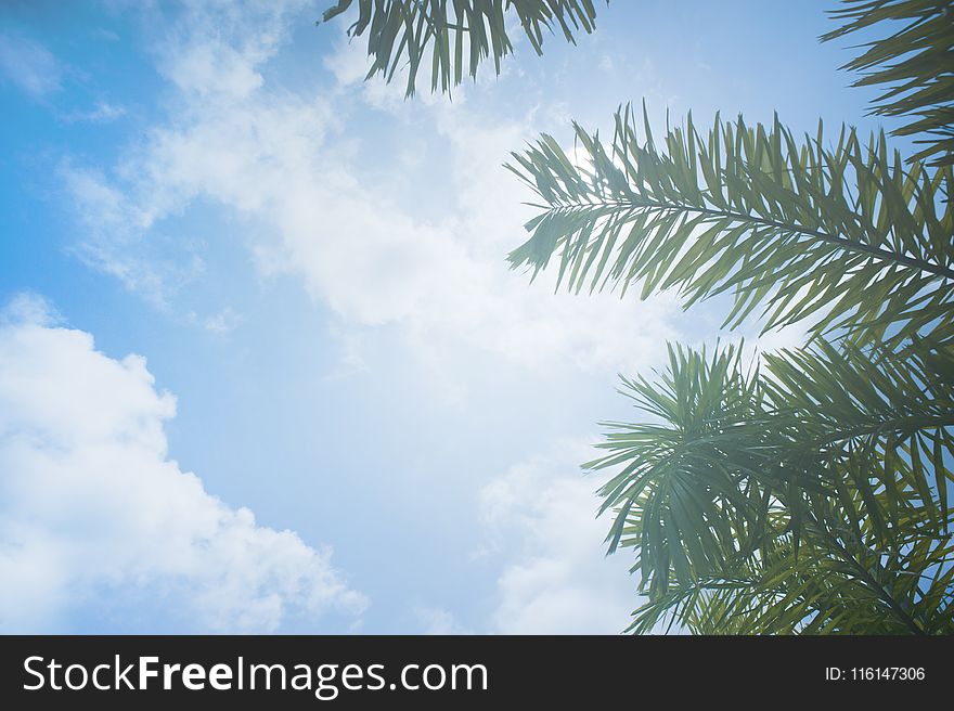 Low Angle Photo of Palm Leaves