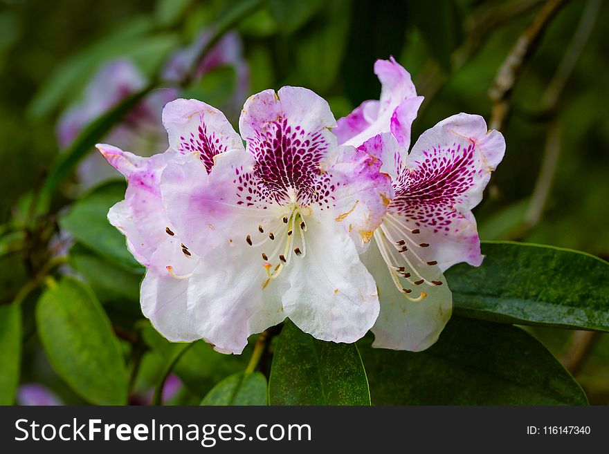 Pink and White Petaled Flower