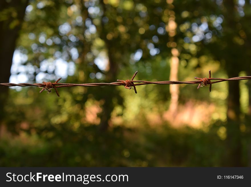 Shallow Photography of Barbwire