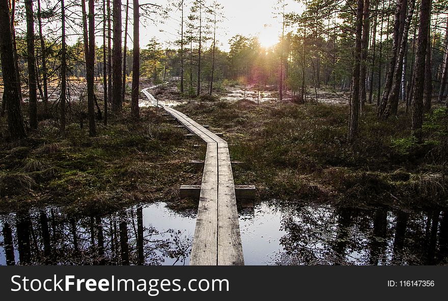 Photo of Boardwalk Between Forest Trees