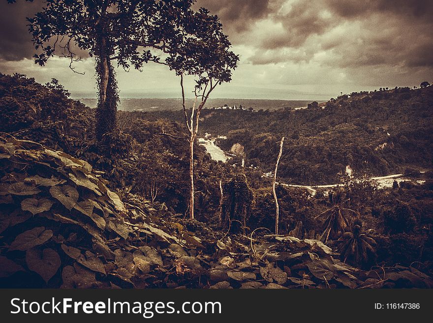 Sepia Photography of Trees Under Cloudy Sky