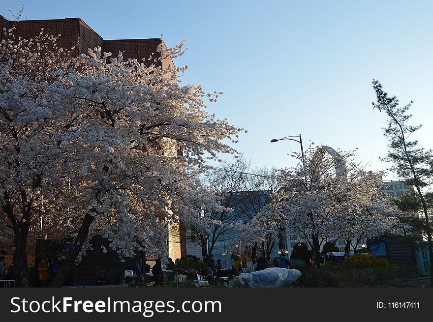 White Cherry Blossom Trees in Front of White Painted Building