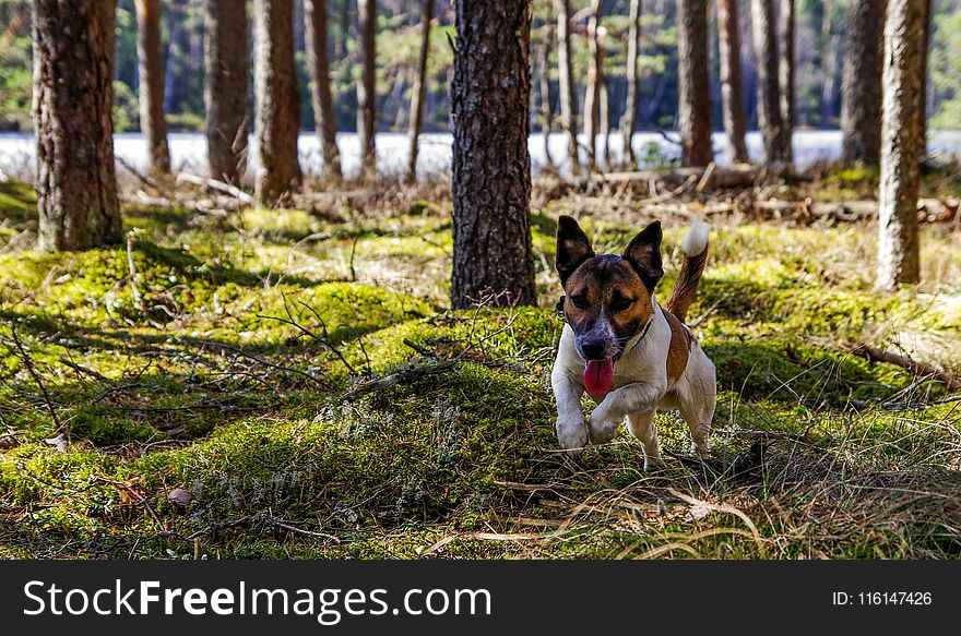 Adult Jack Russell Terrier Running on the Green Grass Field