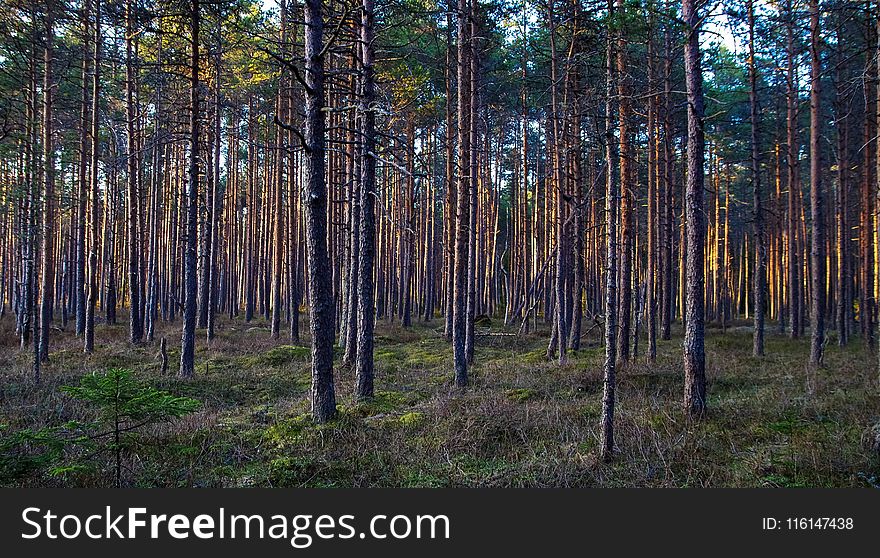 Tall Trees Photo