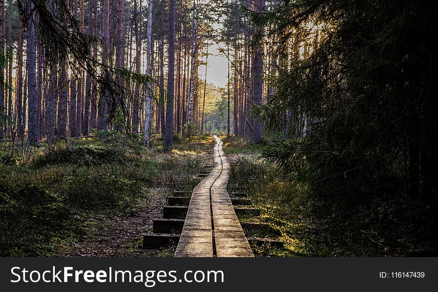 Empty Wooden Pathway in Forest