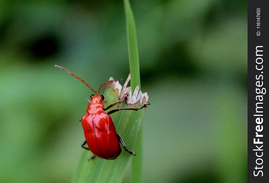 Red Beetle Perched on Green Leaf
