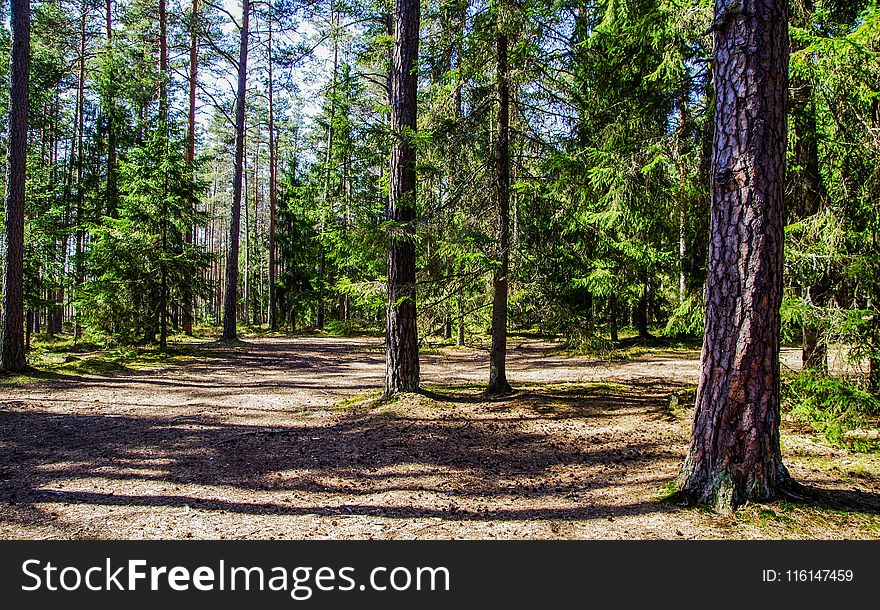 Green Trees