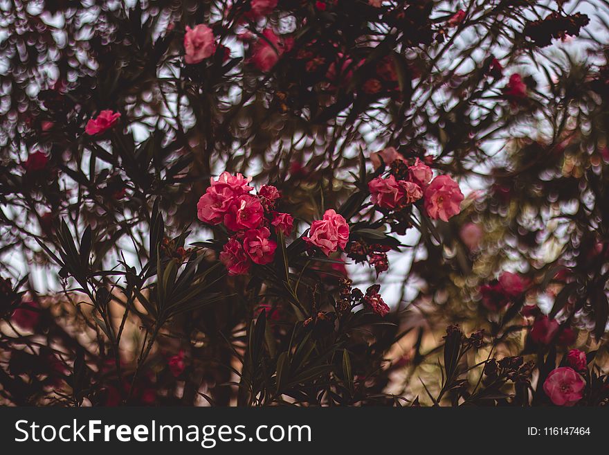 Red Clustered Flowers