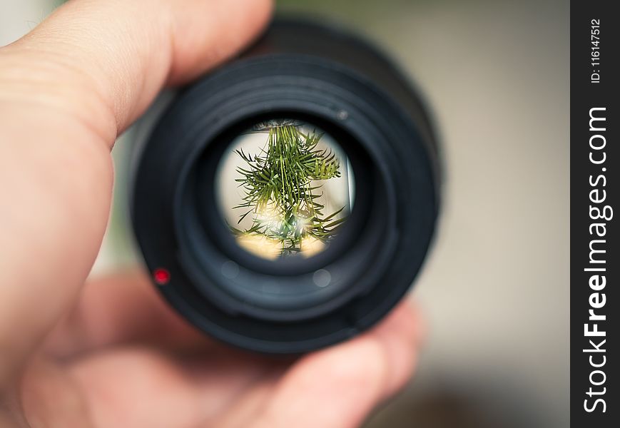 Person Holding Black Smartphone Camera Lens Capturing Green Plant in Selective Focus Photography
