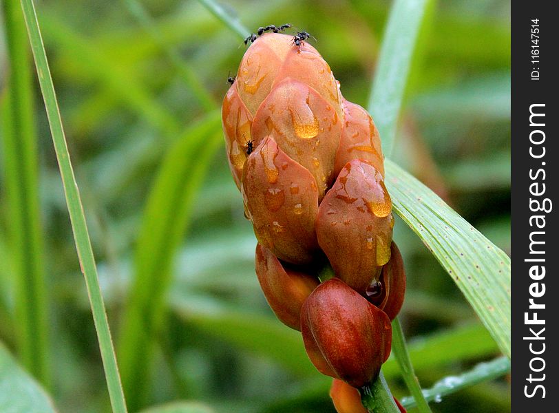 Photo of Orange Petaled Flower Bud