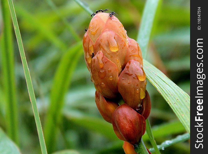 Photo Of Orange Petaled Flower Bud