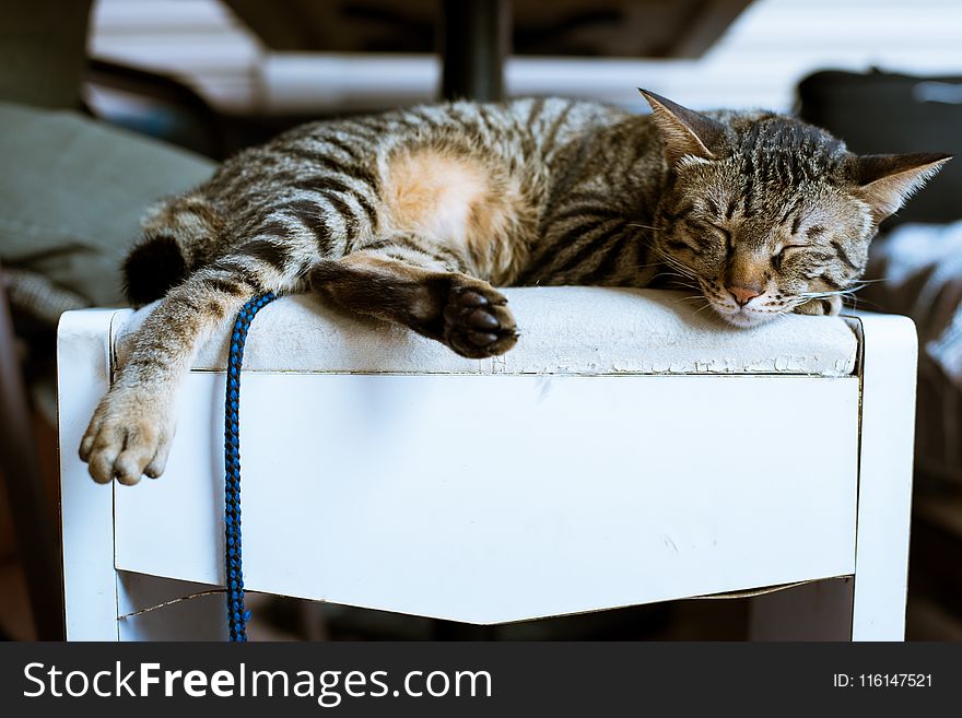 Brown Tabby Cat on White Wooden Furniture