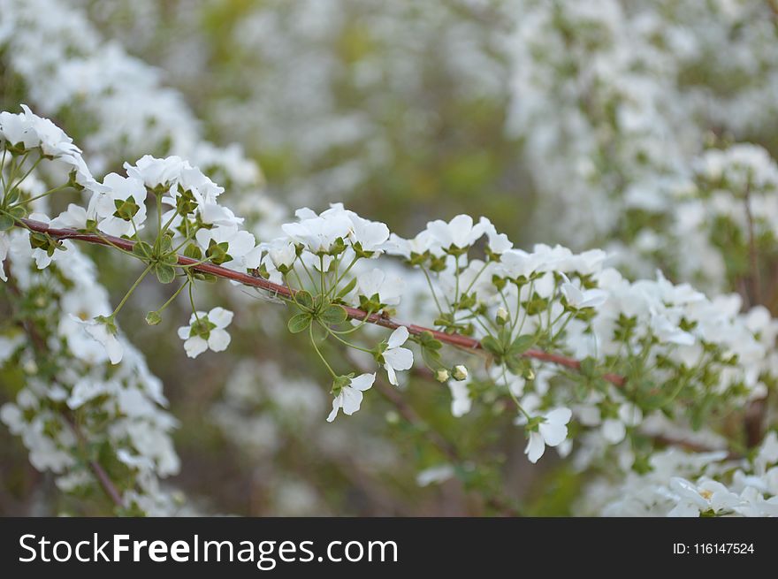 Photo of White Petaled Flower