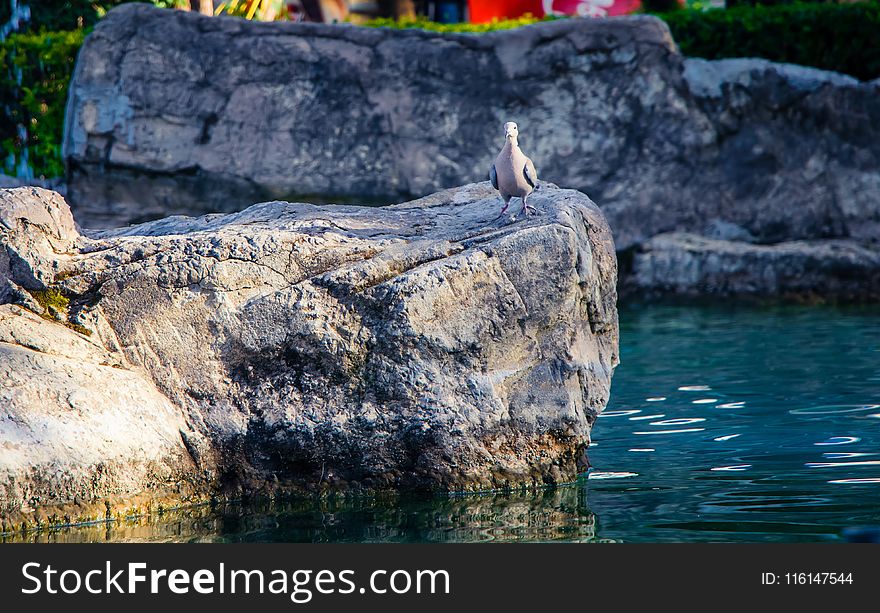 Photo of Gray Bird Perch on Gray Stone Beside Body of Water