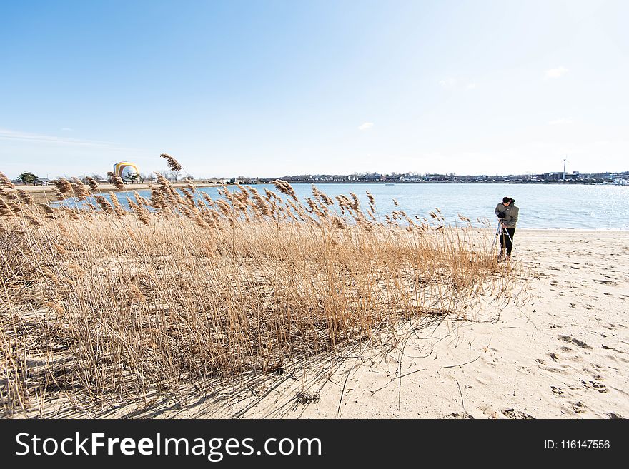 Beach With Brown Grass on Sea With