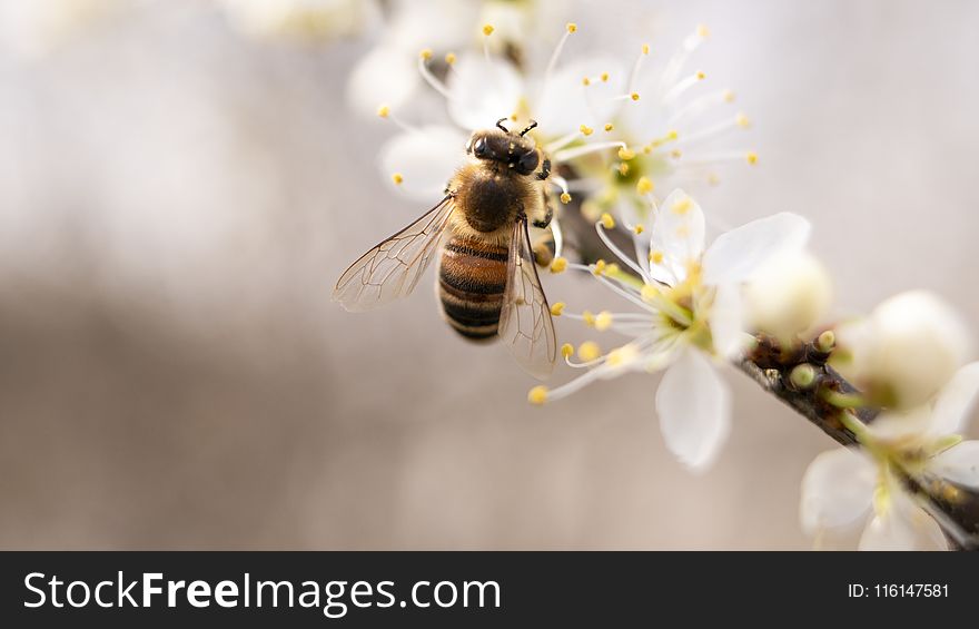 Bee Perched on White Petaled Flower Closeup Photography