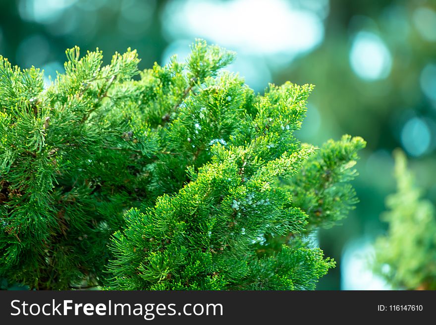 Selective Focus Photography of Green Pine Tree