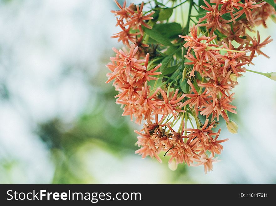 Selective Photography Of White And Red Petaled Flower