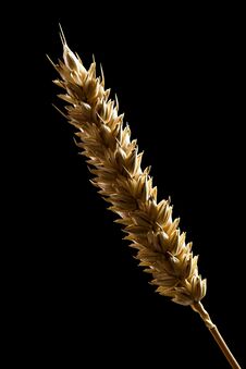 Wheat Ear Isolated On Black Stock Photography