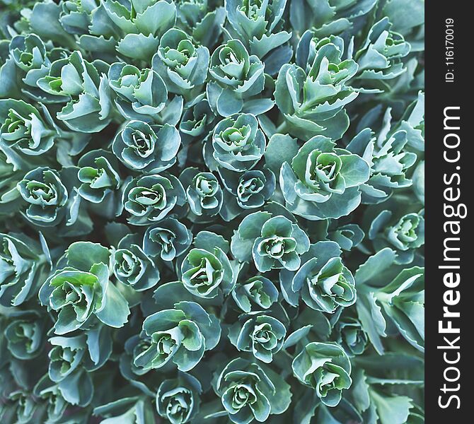 Nature Background With Succulent.