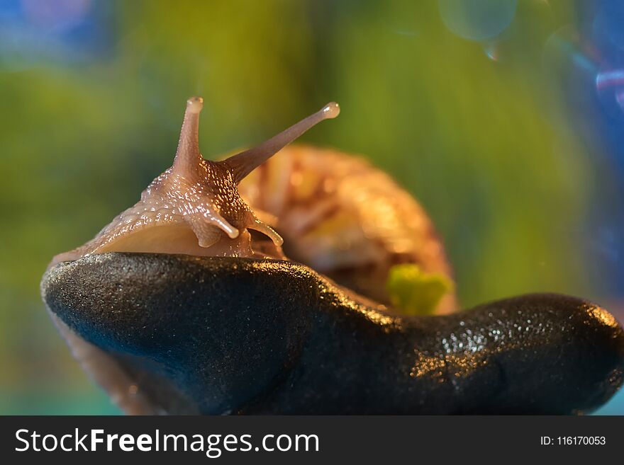 Snail On The Lake