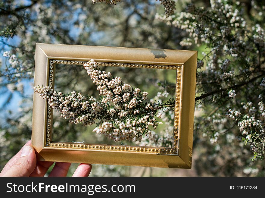 Tree bloom blossom beautiful flowers in wooden frame