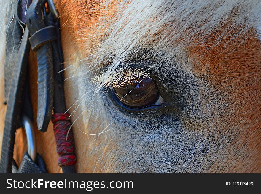 Horse, Eye, Mane, Nose